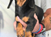 Four beautiful dachshund puppies