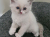 Beautiful ragdoll kittens