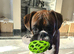 Beautiful brindle boxer for sale