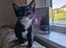 The cutest tux kittens for sale