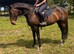 Cherry 16hh 10yo mare