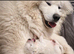Beautiful samoyed