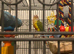 Female conure