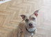 11month old American bulldog