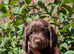 Quality F1B Sprocker Spaniel Puppies