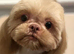 Imperial Shihtzu female