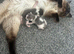 Mum and 2 kittens