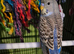 Young budgies