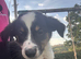 Border collie pup ready for new home