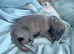 Whippet pups for sale