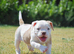Amazing fit and functional bulldogs