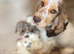 8 beautiful cockapoo babies