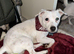 Handsome 2 year old JRT for stud