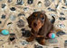 *+*+*+*+*+Fully KC REGD MINIATURE DACHSHUNDS ready now *+*+*+*+*+