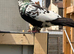 Afghan top quality male pigeons.