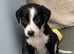 TWO Border Collie x Blue Heeler Pups left