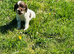 Cocker spaniel puppies