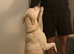 KC Female Labrador