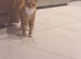 Ginger cat