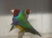 Pair of Goldian finches