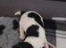 Beautiful wire fox terrier puppies 3 girls left
