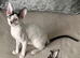 Cornish Rex Kittens &ndash; Ready Now