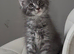 TICA registered kittens available