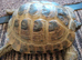 Horsfield Male Tortoise