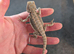 Baby bearded dragons ready now