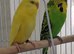 Budgies