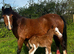 Who wants to stand out!!! Welsh A Colt