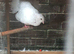 Pigeon for sale