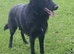 2 stunning female jet black pups
