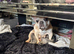 French bulldog cross Chihuahua