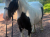 *** GYPSY COB MOTHER/DAUGHTER SHARE***