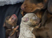 Isabella male miniture Dachshund