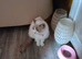 Ragdoll female for sale