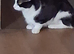 Luna is looking to be rehommed