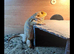 Bearded dragon & set up