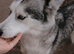 Small female husky