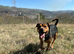 Beautiful staff x Rottweiler male available to the perfect family.