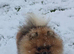 *Beautiful female companion pomeranian *