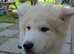 Japanese akita