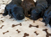 6 stunning F1 cockapoo puppies