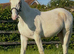 Amber champagne tobiano  Colt