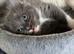Ragdoll male kitten 10/07/26