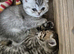 4 GCCF Registered British Shorthair Kittens For Sale
