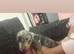 Beautifull mini dachshund