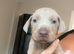 Stunning Isabella KC registered Doberman puppies