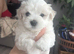 Maltese